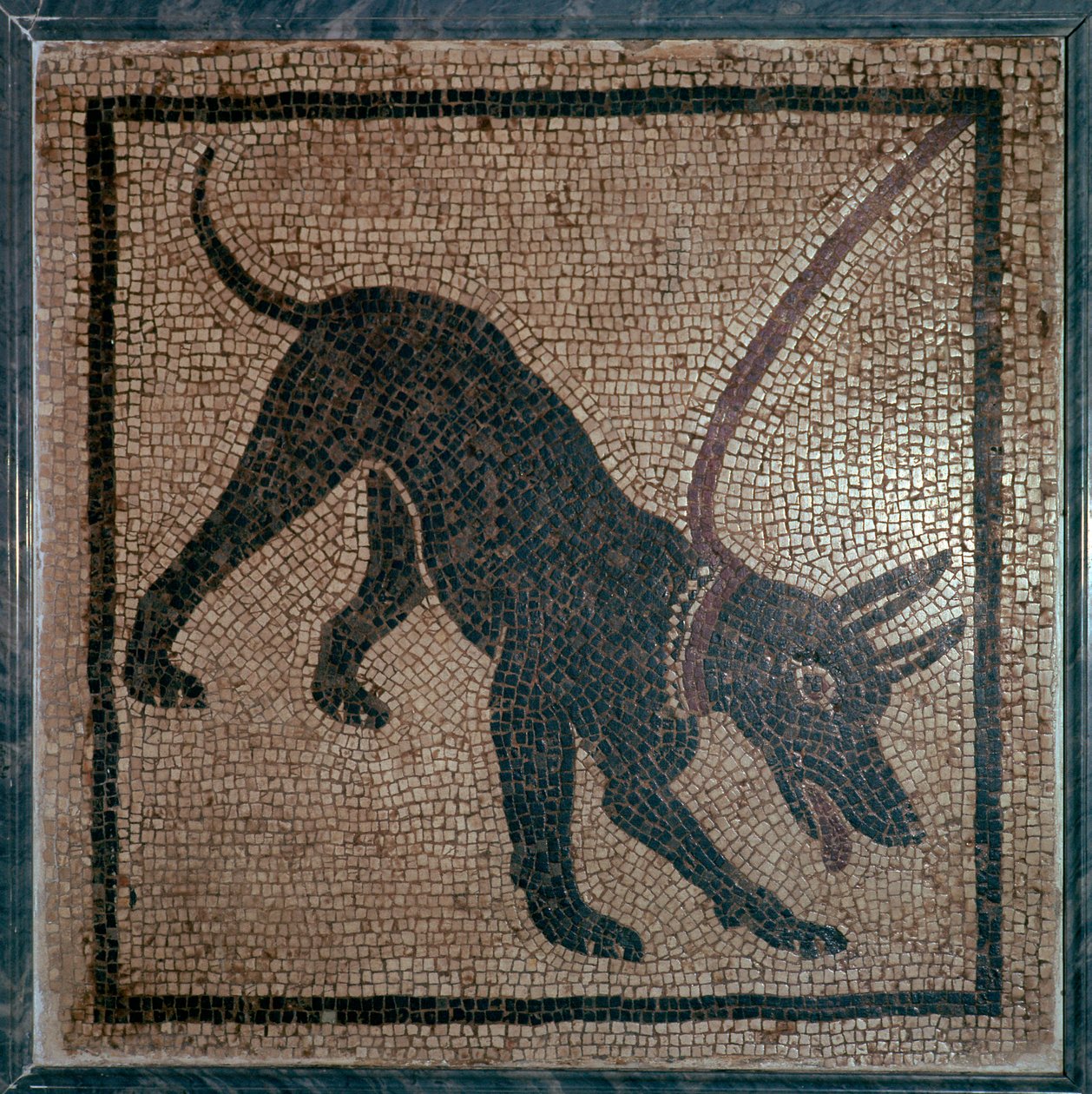 Bir köpeğin Roma mozaiği, 1. yüzyıl by Unbekannt
