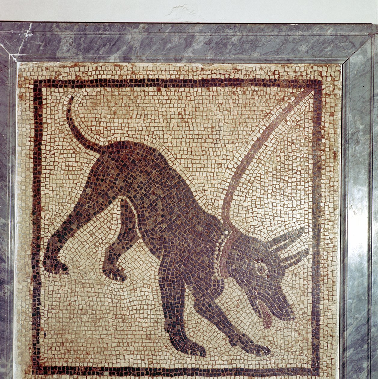 Köpek Roma mozaiği, Canem Mağarası, Pompeii, İtalya by Unbekannt