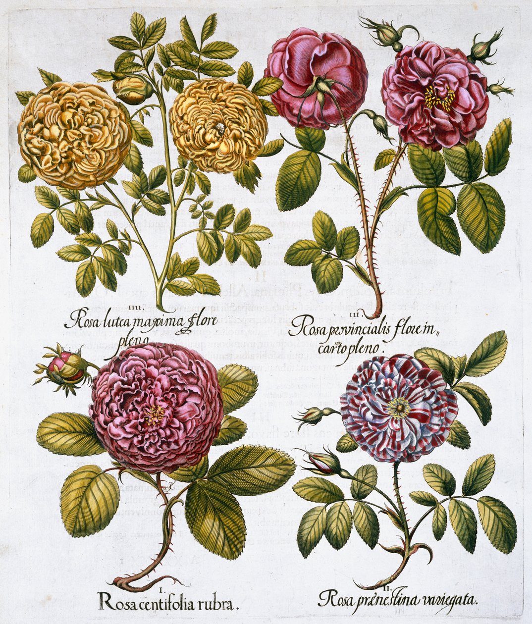 Güller, 1613 by Unbekannt