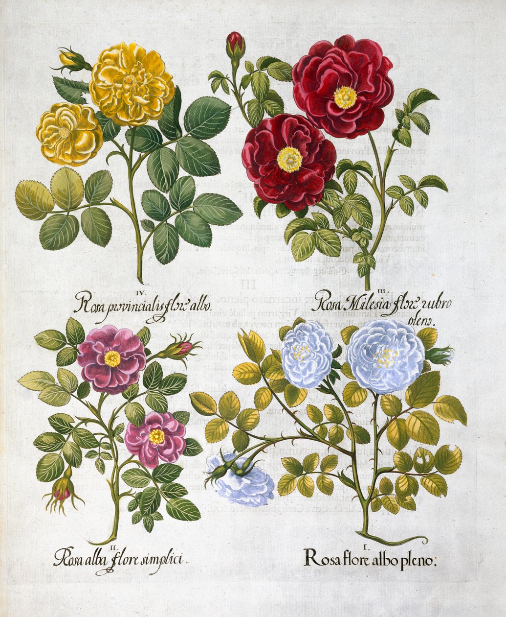 Güller, 1613 by Unbekannt