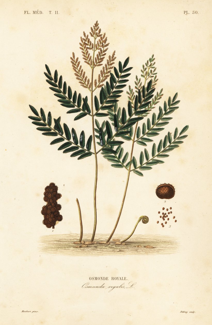 Kraliyet eğreltiotu, Osmunda regalis, Osmonde royale by Unbekannt