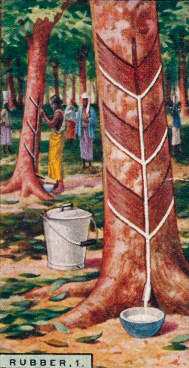 Kauçuk, 1. Ağaçlara Dokunmak, Seylan, 1928 by Unbekannt