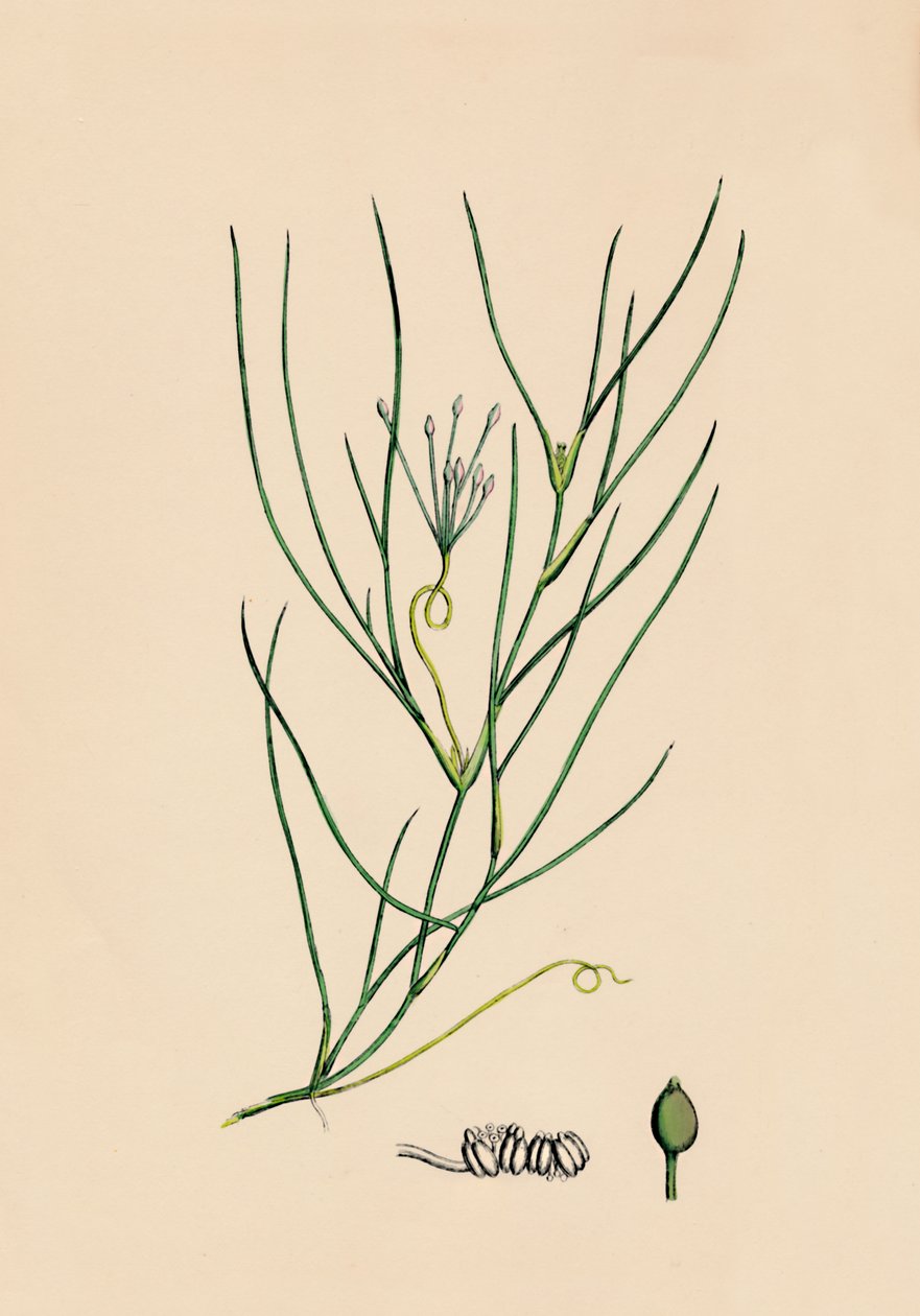 Ruppia spiralis. Büyük Ruppia, 19. Yüzyıl by Unbekannt