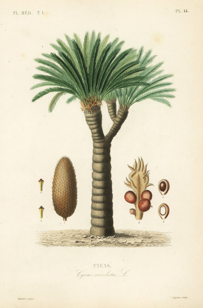 Sago palmiyesi, kral sago, sago cycad veya Japon sago palmiyesi, Cycas revoluta, Cycas by Unbekannt