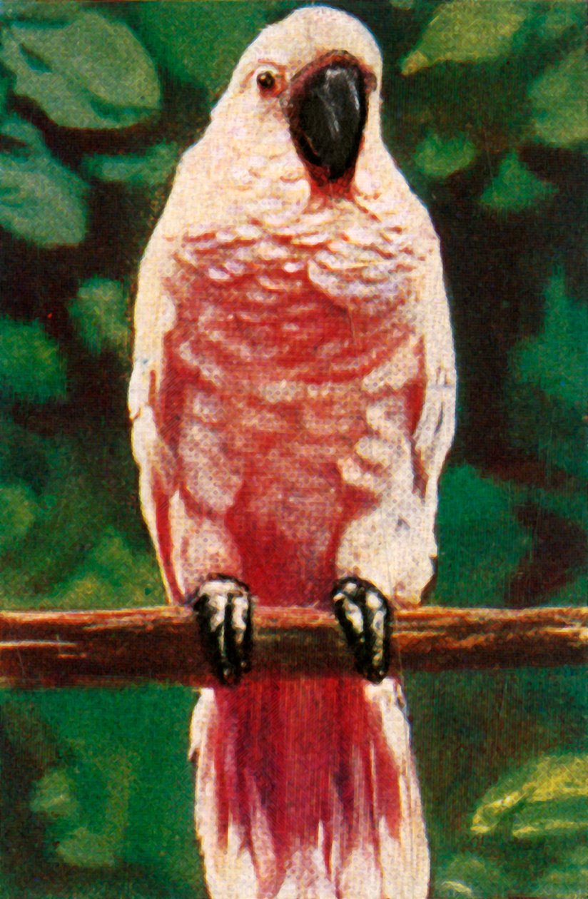 Somon tepeli kakadu, c1928. by Unbekannt