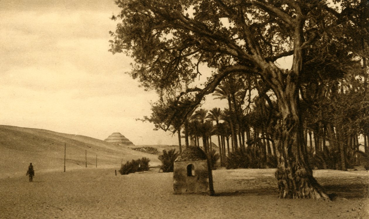 Saqqara - Sycomore