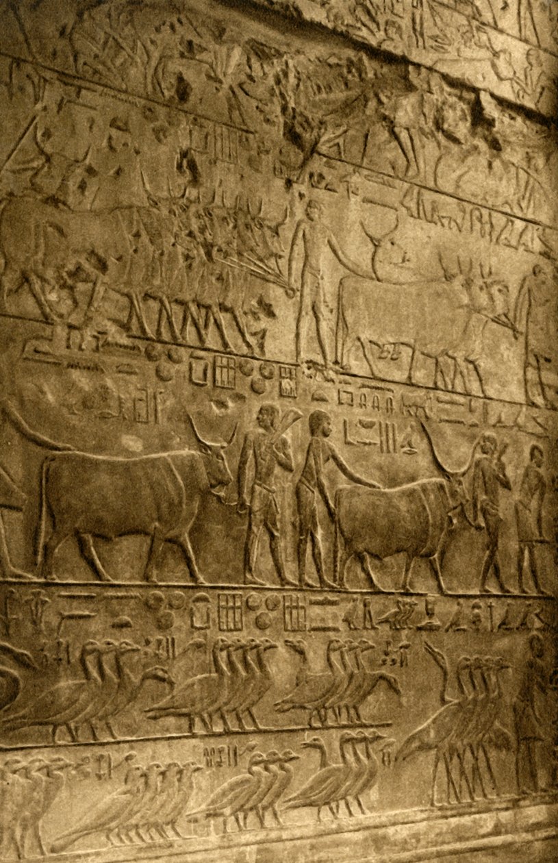 Saqqara - Ptahotep Mezarı - Duvar Dekorasyonu, c1918-c1939. by Unbekannt