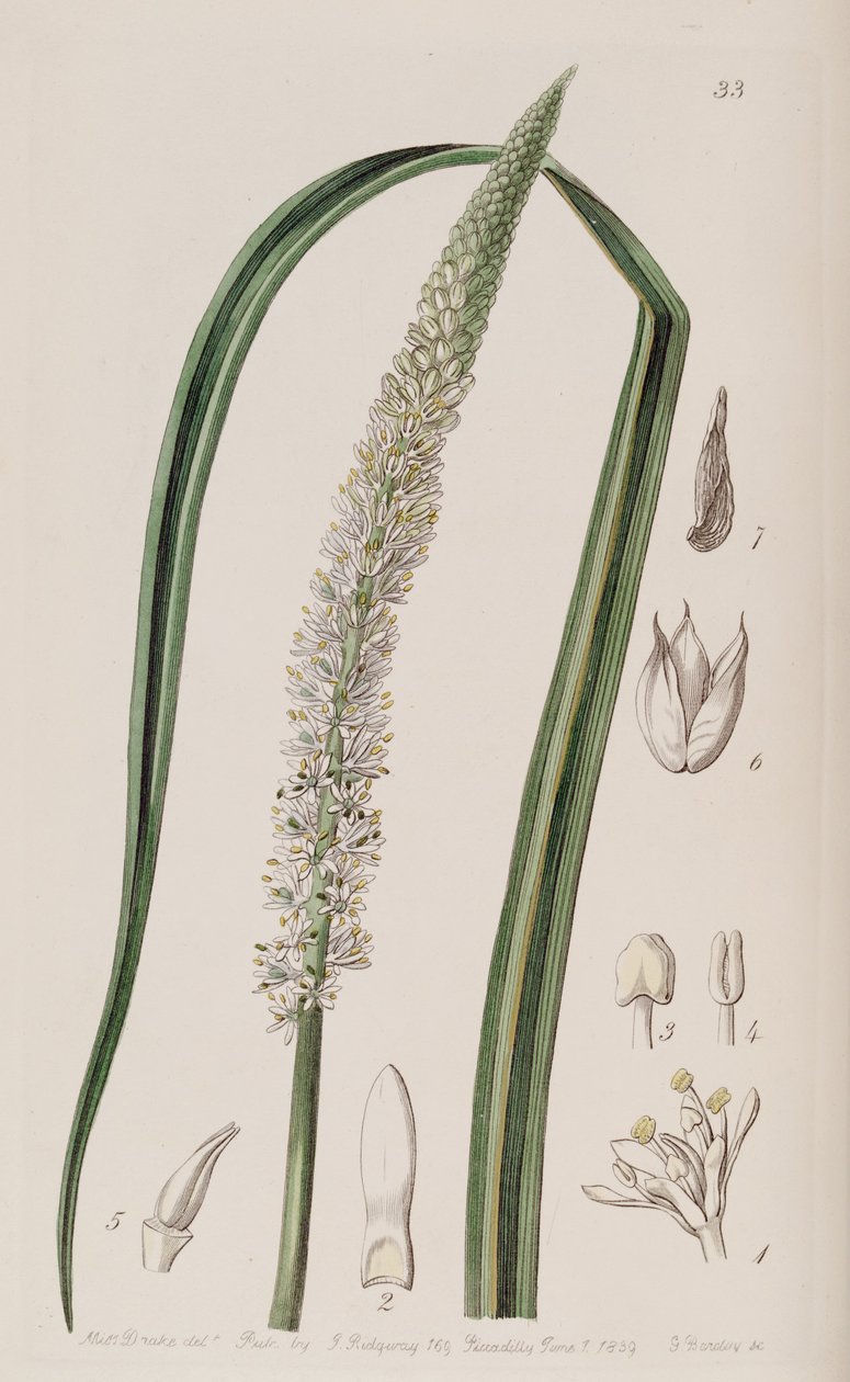 Ayakkabı ocaulon officinale by Unbekannt