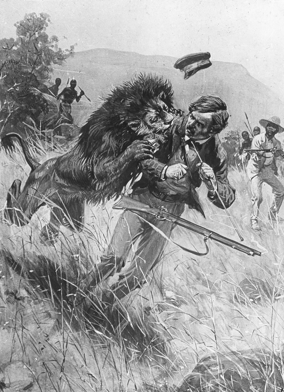 İskoç misyoner ve kaşif David Livingstone bir aslan tarafından saldırıya uğruyor, Afrika, 19. yüzyıl by Unbekannt
