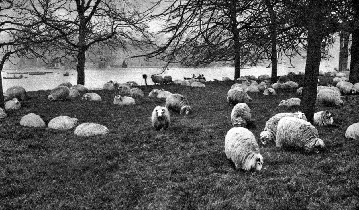 Serpentine tarafından İskoç koyunları, Hyde Park, Londra, 1926-1927 by Unbekannt