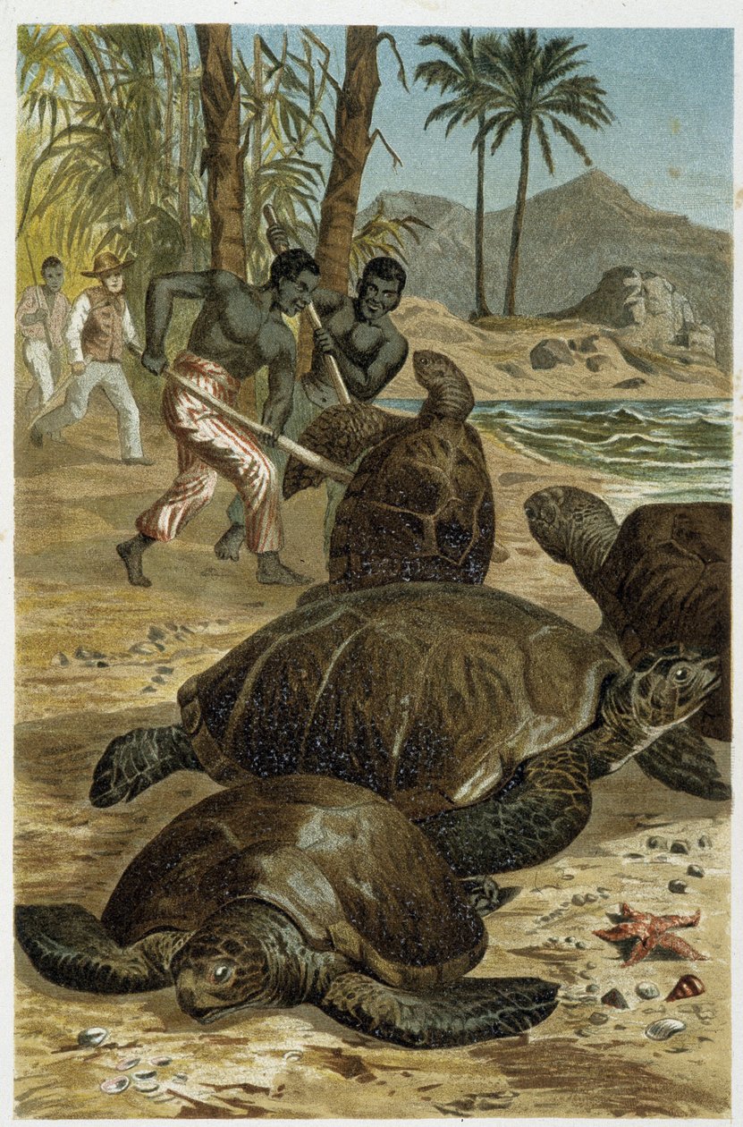 Afrika kıyılarında öldürülen deniz kaplumbağaları - A.E. Brehm, Torino by Unbekannt