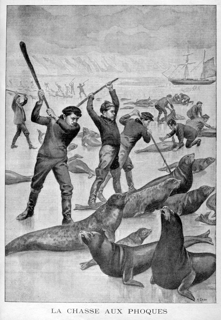 Fok avı, Newfoundland, 1902 by Unbekannt