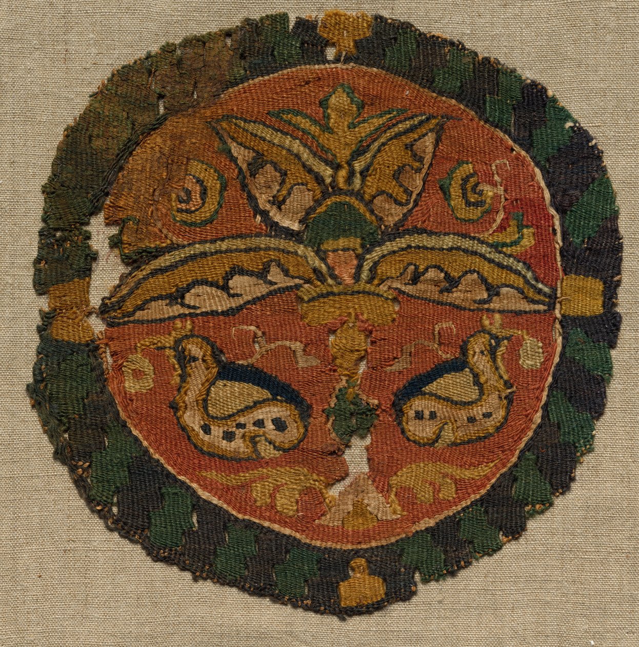 Tunikten Segmentum, 800