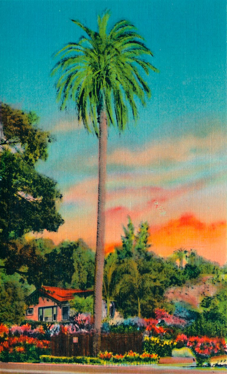 Serra Palm. Kaliforniya