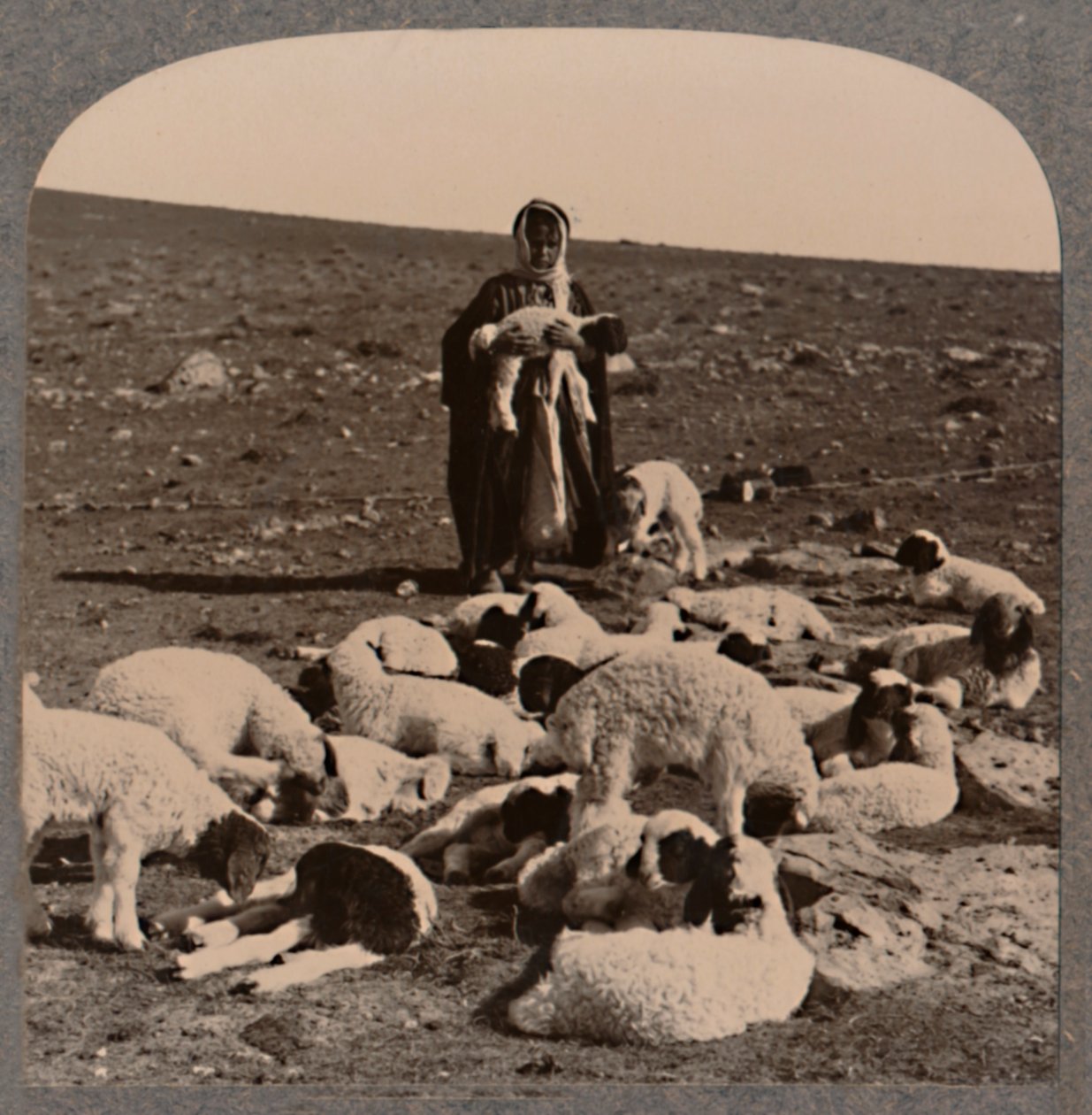 Çoban ve sürü, c1900 by Unbekannt