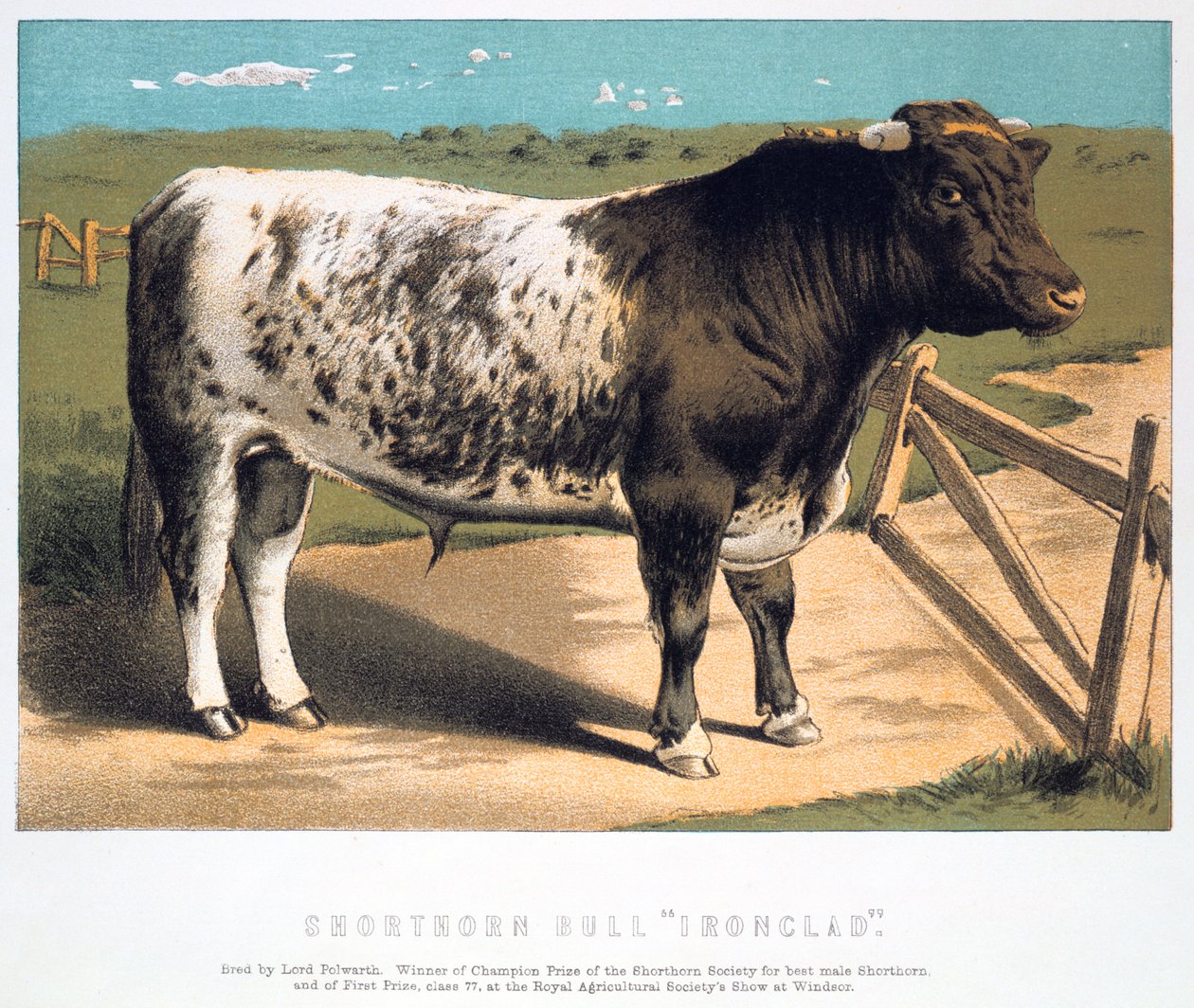 Kısa Boynuzlu Boğa Zırhlı, 1875 by Unbekannt