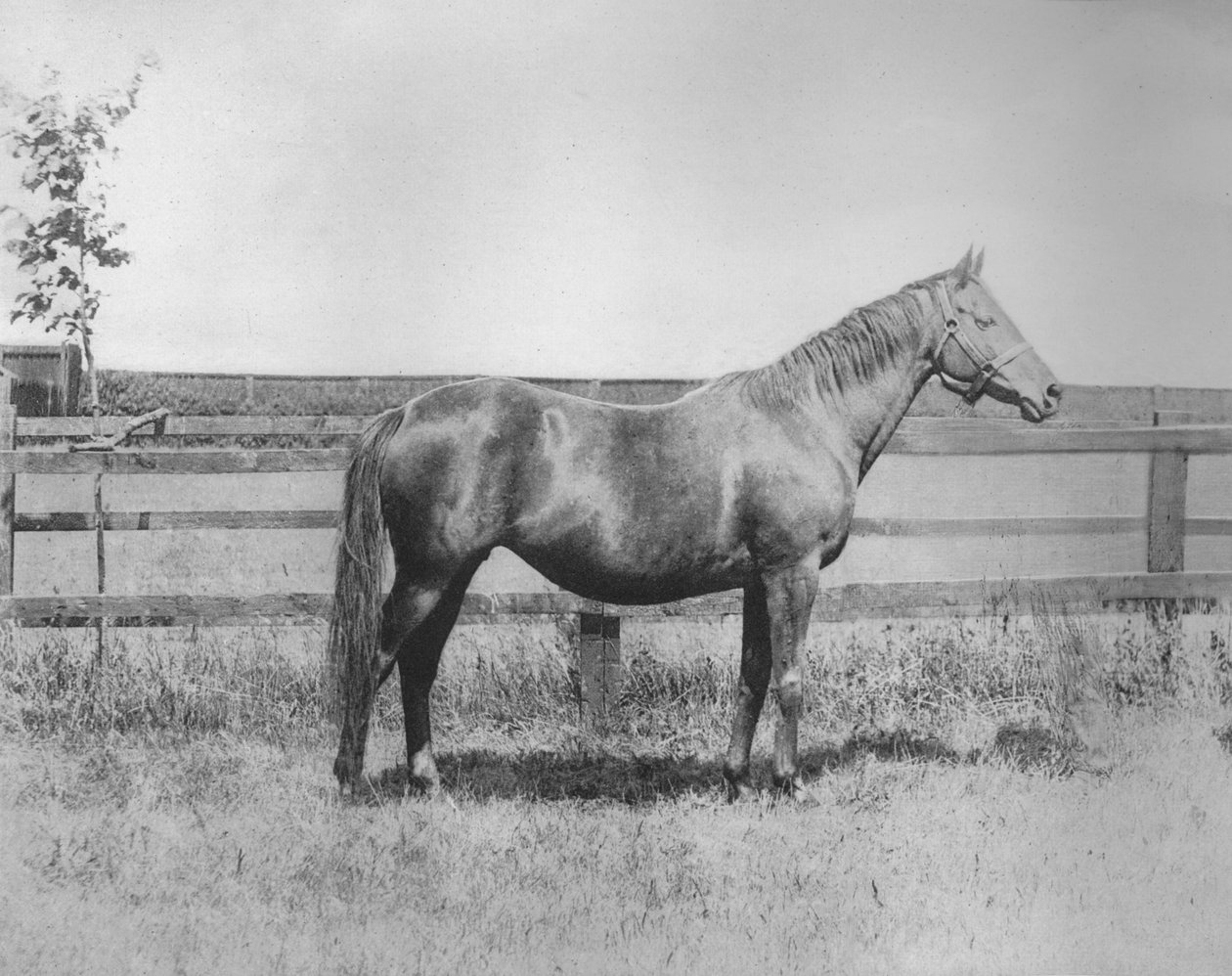 Bayan, 1911 by Unbekannt