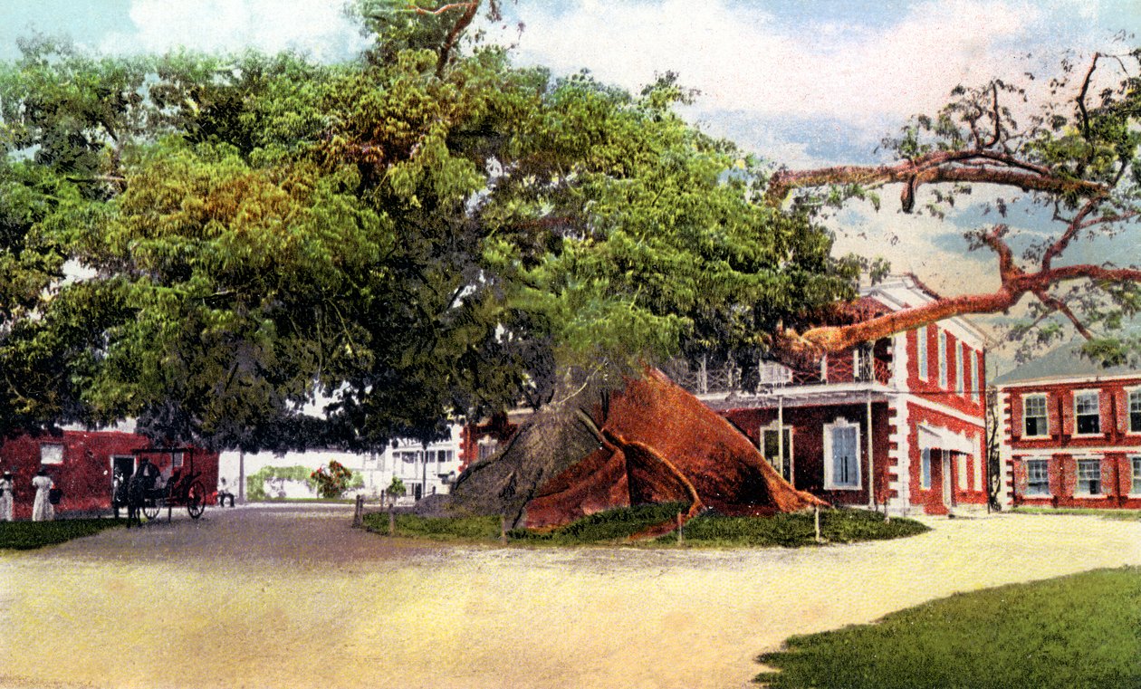 İpek Pamuk Ağacı, Nassau, New Providence, Bahamalar, c1900s by Unbekannt
