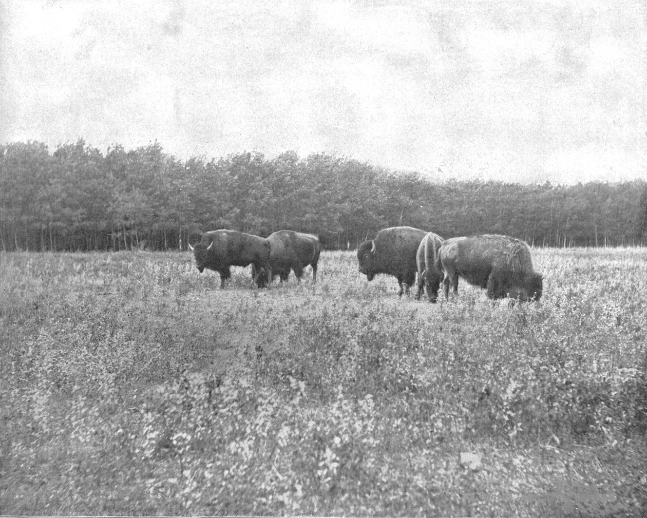 Silver Heights, Winnipeg, Kanada, c1900. by Unbekannt