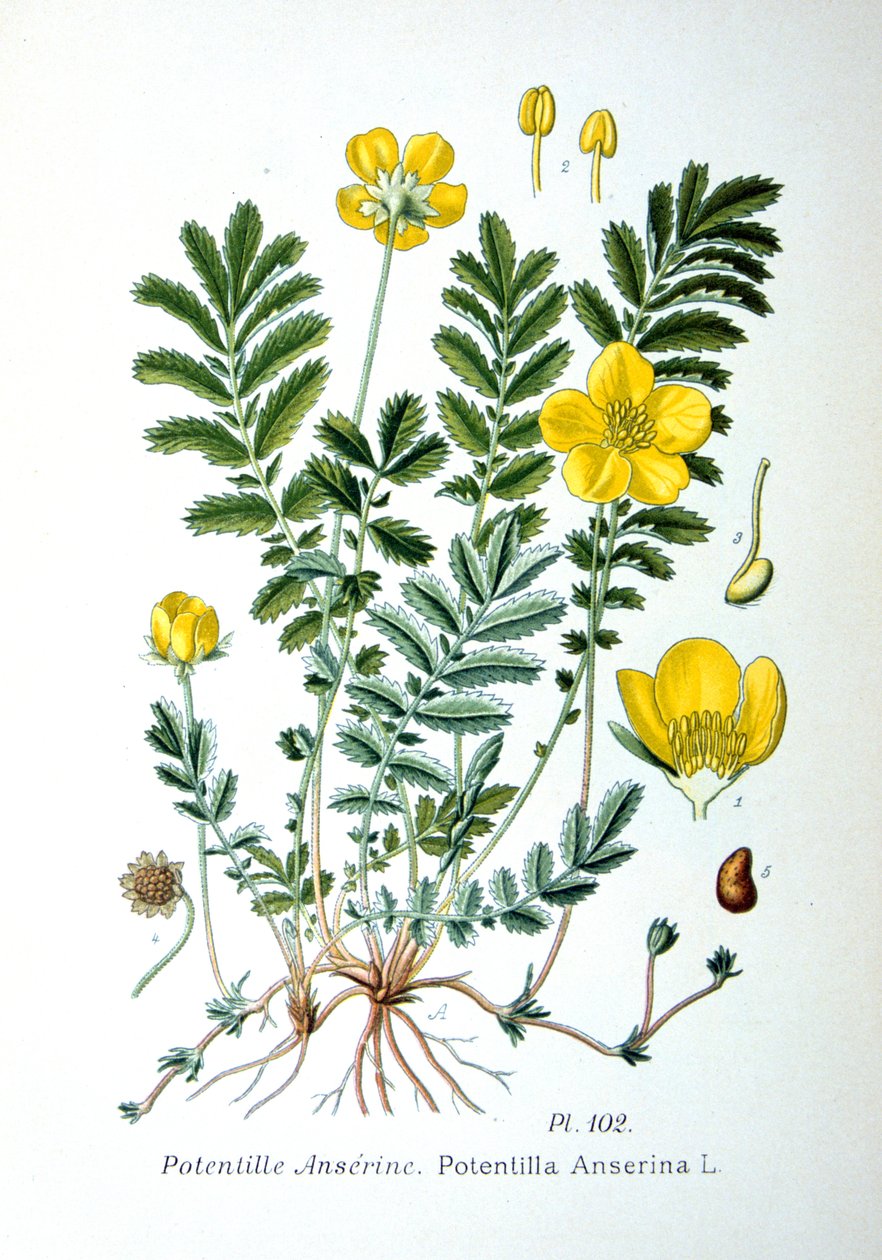 Gümüş otu, 1893 by Unbekannt