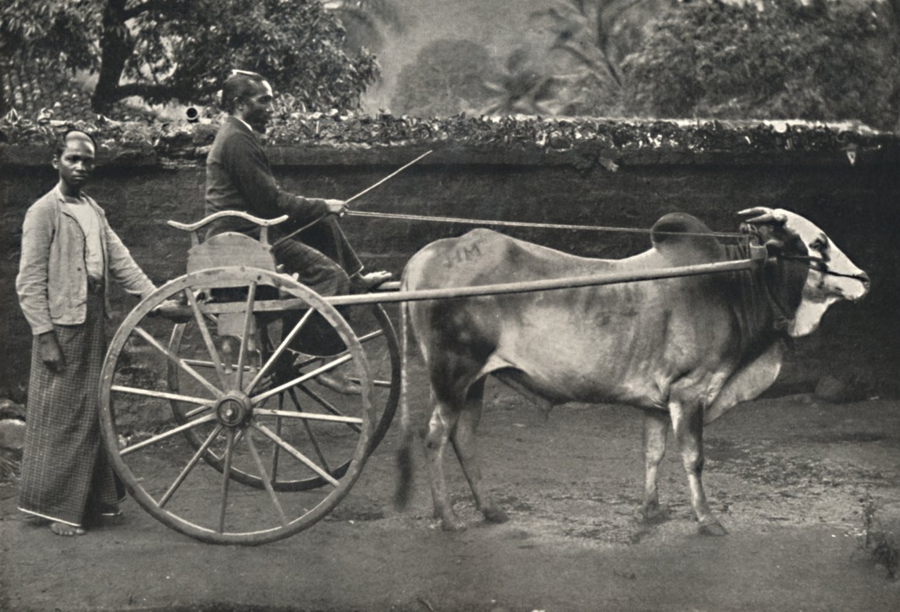 Sinhala zebu saat, 1926 by Unbekannt