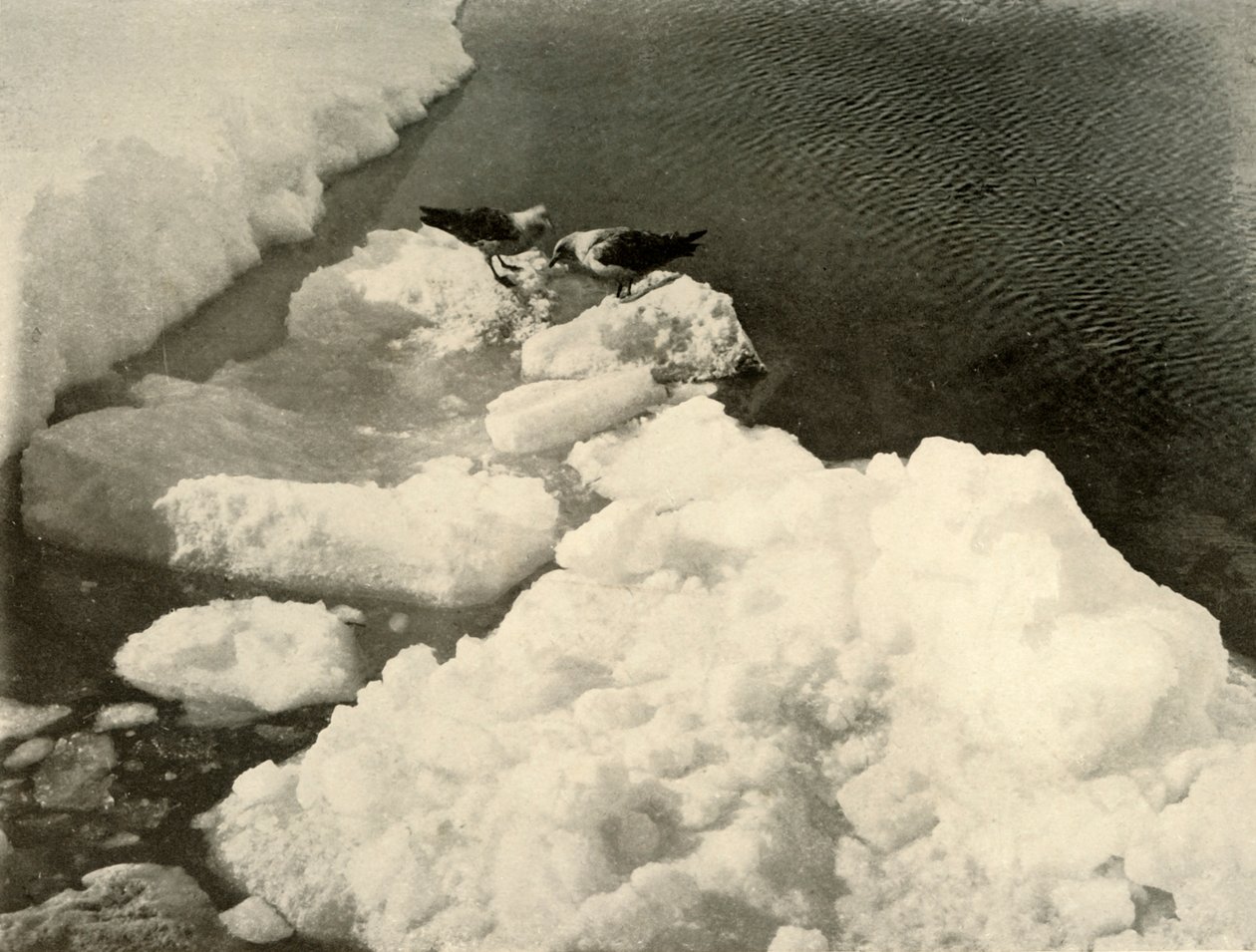 Buz Kenarında Skua Martıları, c1908, 1909. by Unbekannt