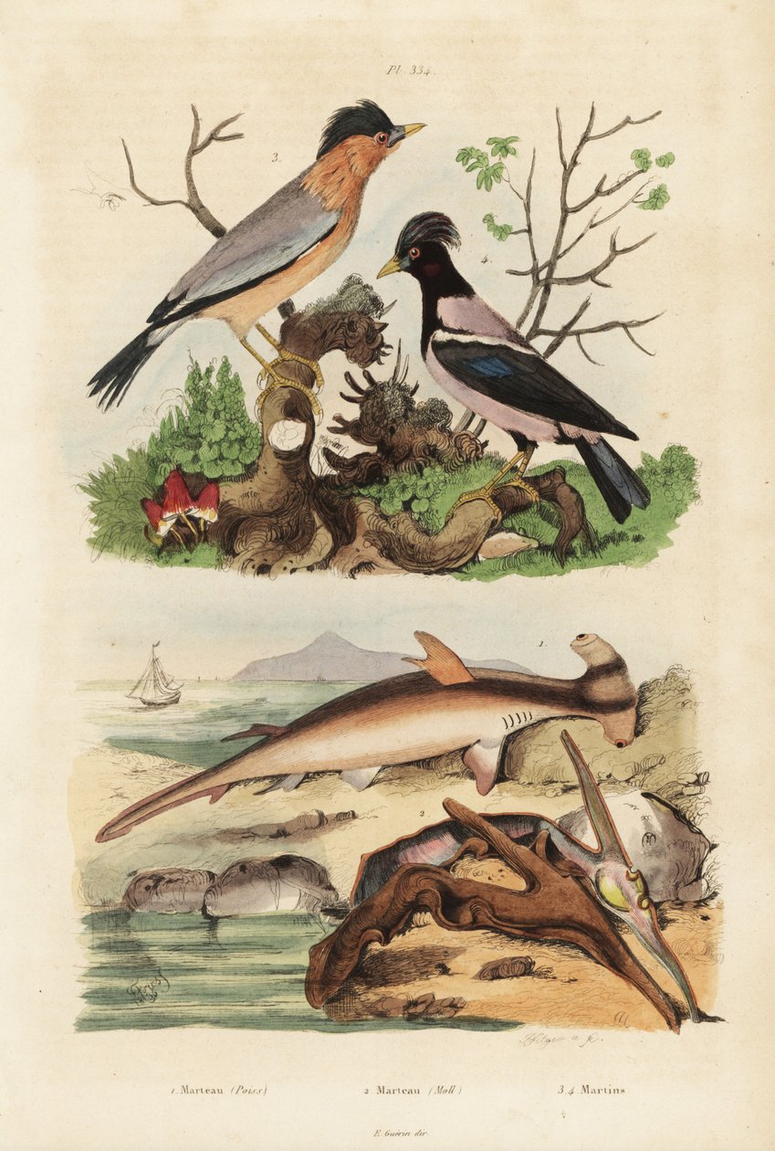 Pürüzsüz çekiç başlı, Sphyrna malleus 1, çekiç istiridyesi, Malleus malleus 2, brahminy myna, Sturnia pagodarum 3 ve pembe sığırcık, Papaz roseus 4 by Unbekannt