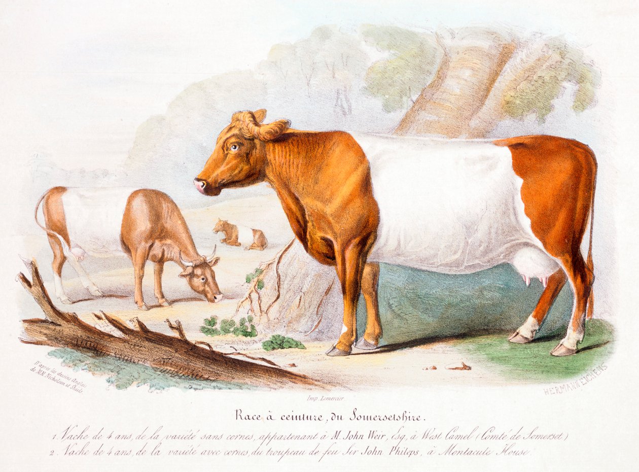 Somerset inekleri, 1842 by Unbekannt