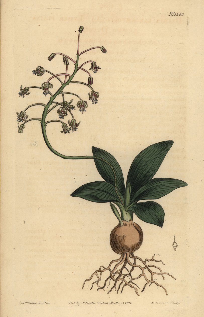 Güney Hindistan squill, Ledebouria revoluta (Daha az düz yapraklı drimia, Drimia lanceaefolia) by Unbekannt