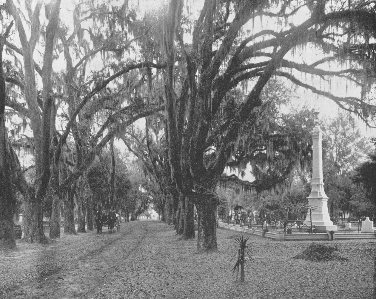 Live Oaks