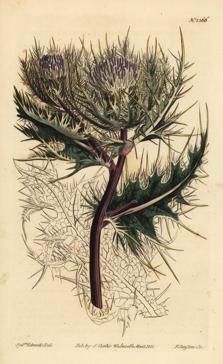 En dikenli devedikeni, Cirsium spinosissimum (Tüy başlı cnicus, Cnicus spinosissimus) by Unbekannt
