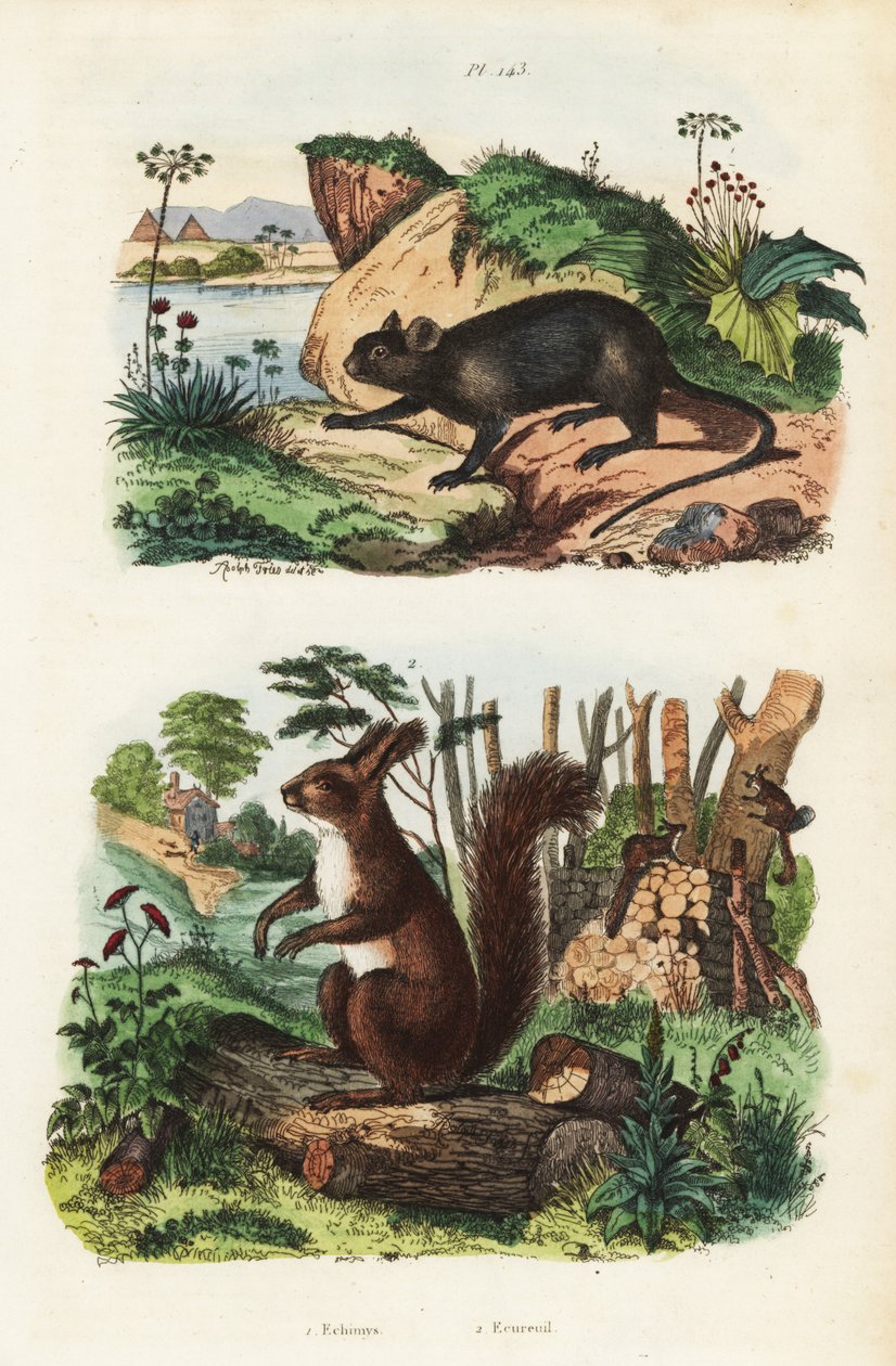 Dikenli ağaç faresi, Echimys chrysurus 1 ve Avrasya kızıl sincabı, Sciurus vulgaris 2 by Unbekannt