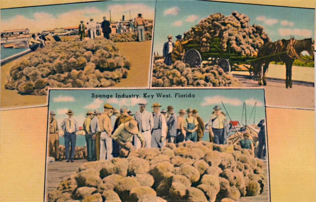Sünger Endüstrisi, Key West, Florida, c1940