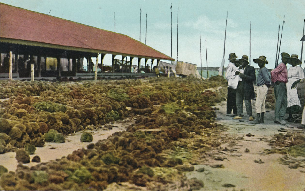 Sünger Pazarı, Nassau, Bahamalar, 1930