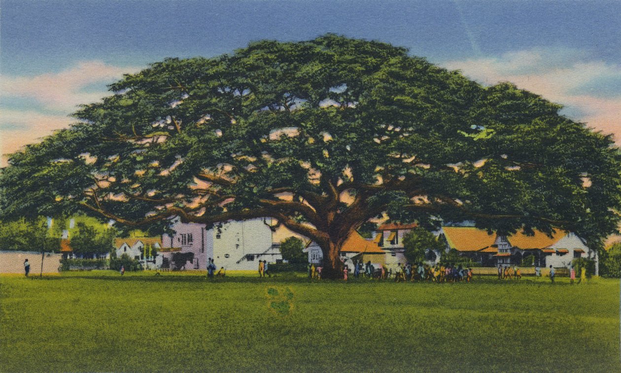 Yayılan Samoa Ağacı, Trinidad, B.W.I., c1940