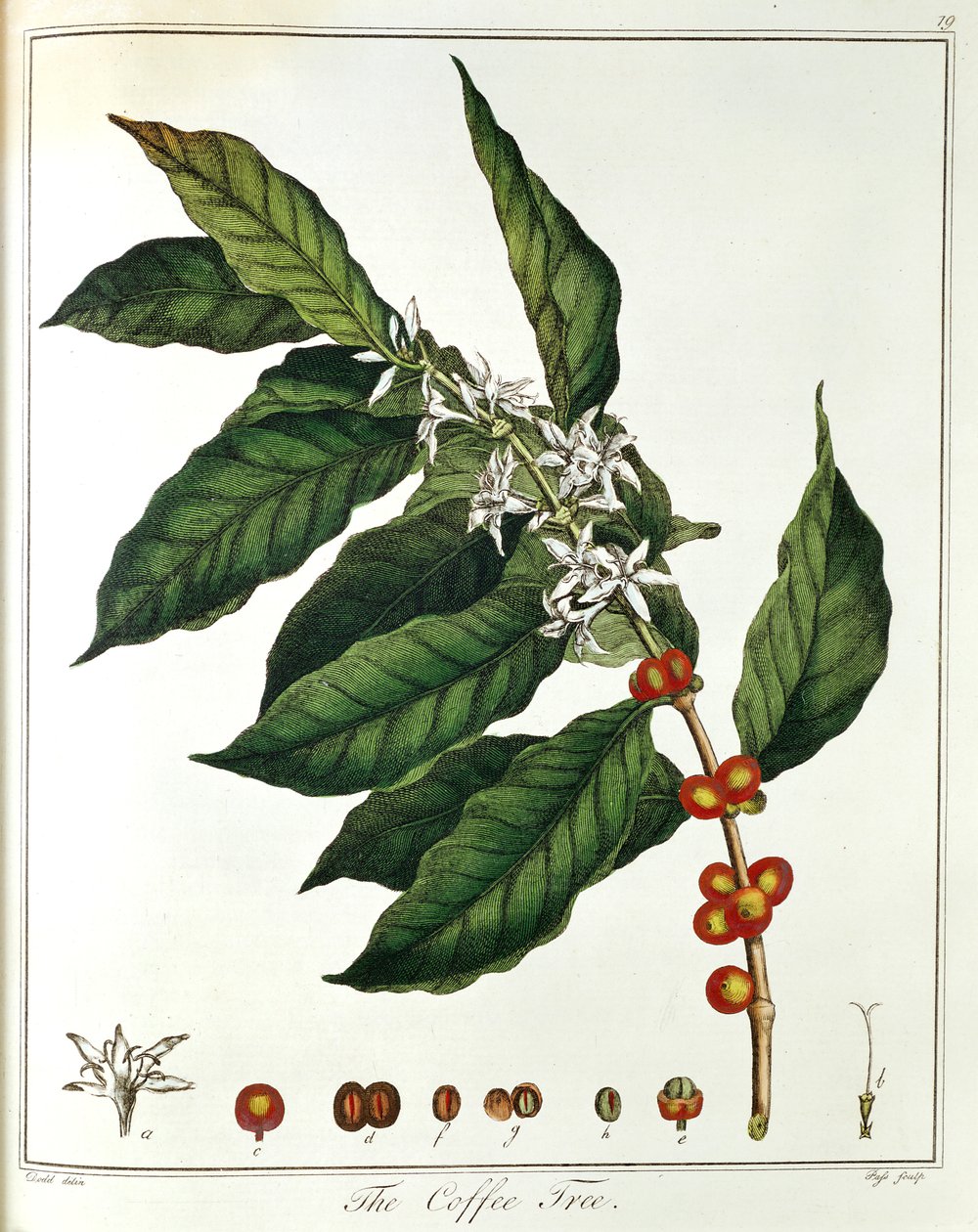 Çiçekleri ve fasulyeleri gösteren Coffee Coffea Arabica fışçısı, 1798 by Unbekannt