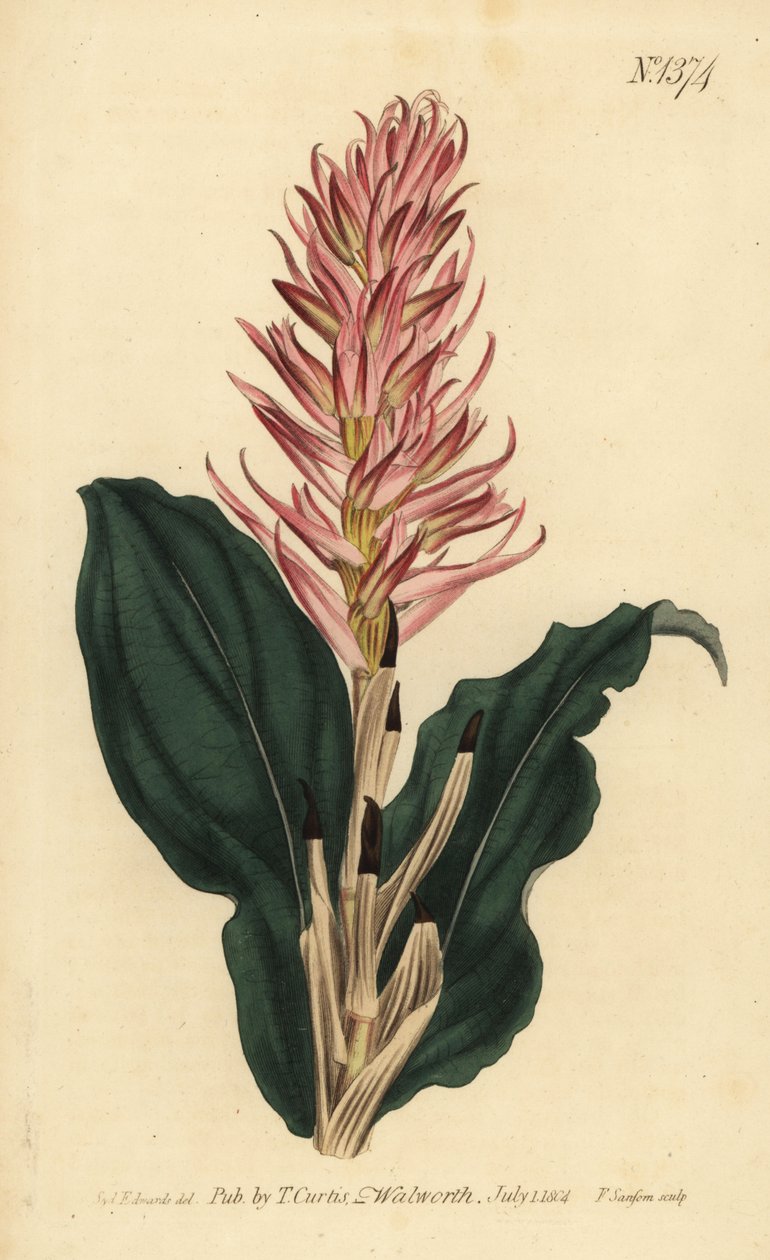 Stenorrhynchos speciosum orkide (Kırmızı çiçekli neottia, Neottia speciosa) by Unbekannt