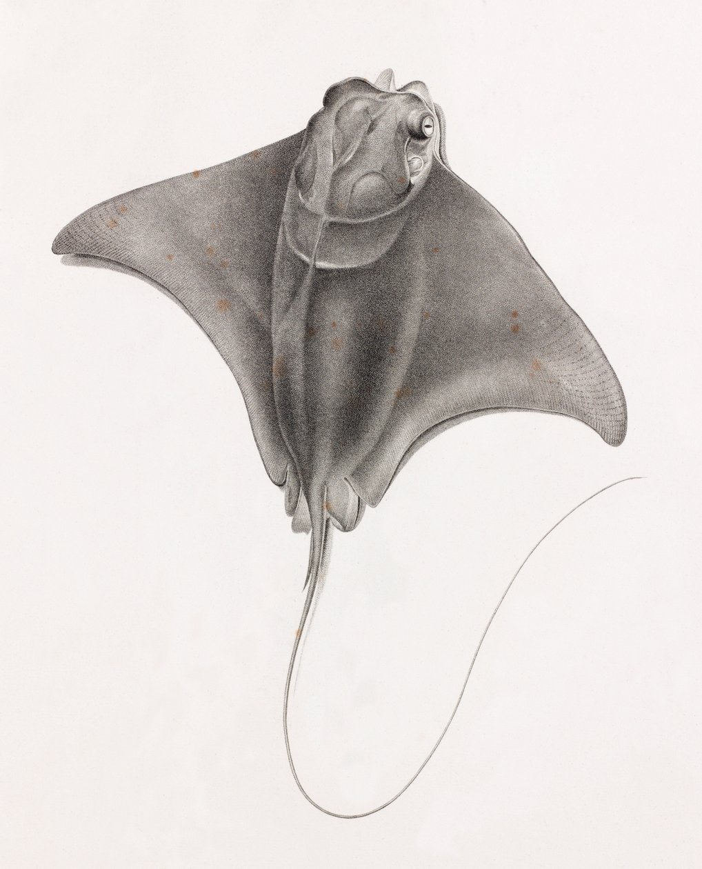 Stingray, üstten görünümü kapatın by Unbekannt