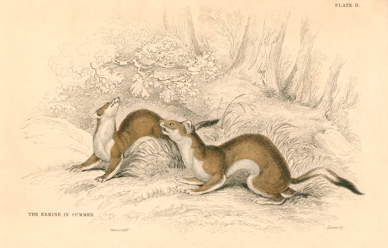 Stoat Mustela erminea, gelincik ailesinin bir üyesi, 1828 by Unbekannt