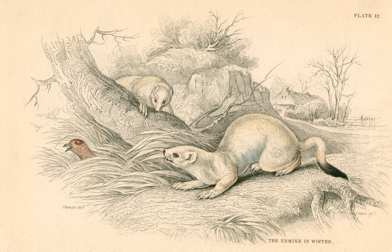 Stoat Mustela erminea, gelincik ailesinin bir üyesi, 1828 by Unbekannt