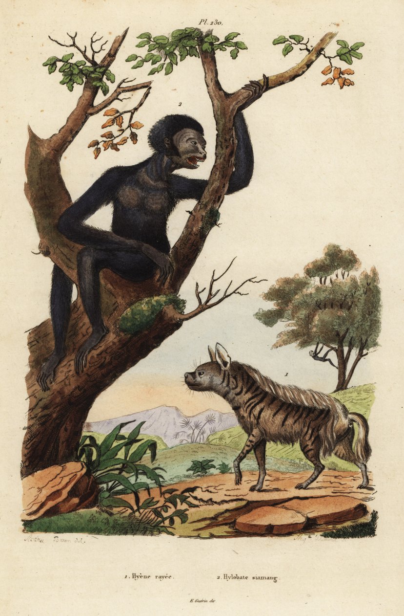 Çizgili sırtlan, Hyaena hyaena 1 ve siamang, Symphalangus syndactylus, nesli tükenmekte olan 2 by Unbekannt