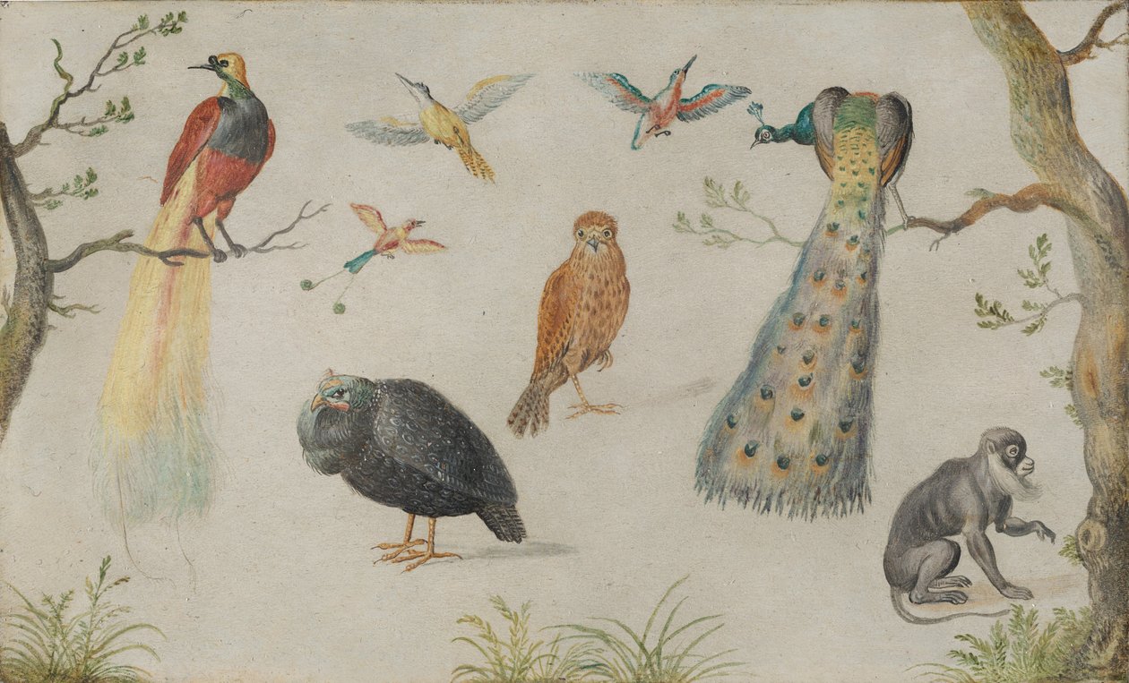 Kuşlar ve Maymun Çalışması, 16601670. by Unbekannt