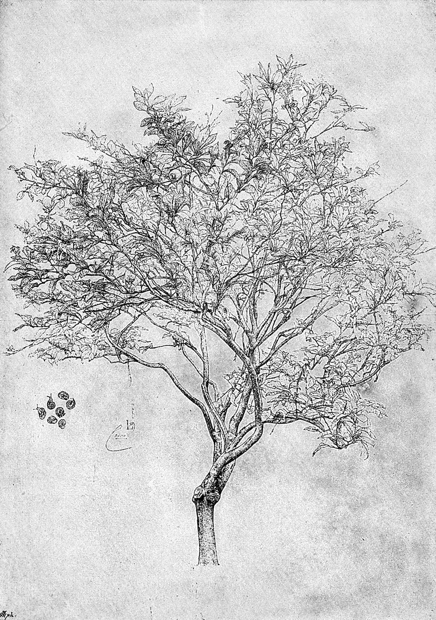 Limon ağacının incelenmesi, 1899 by Unbekannt