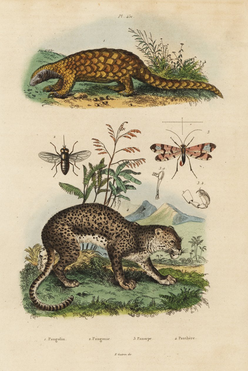 Sunda pangolin, Manis javanica, kritik olarak tehlikede 1, leopar, Panthera pardus 4, at sineği, Tabanus rostratus 3, akrep sineği, Panorpa communis 3 by Unbekannt