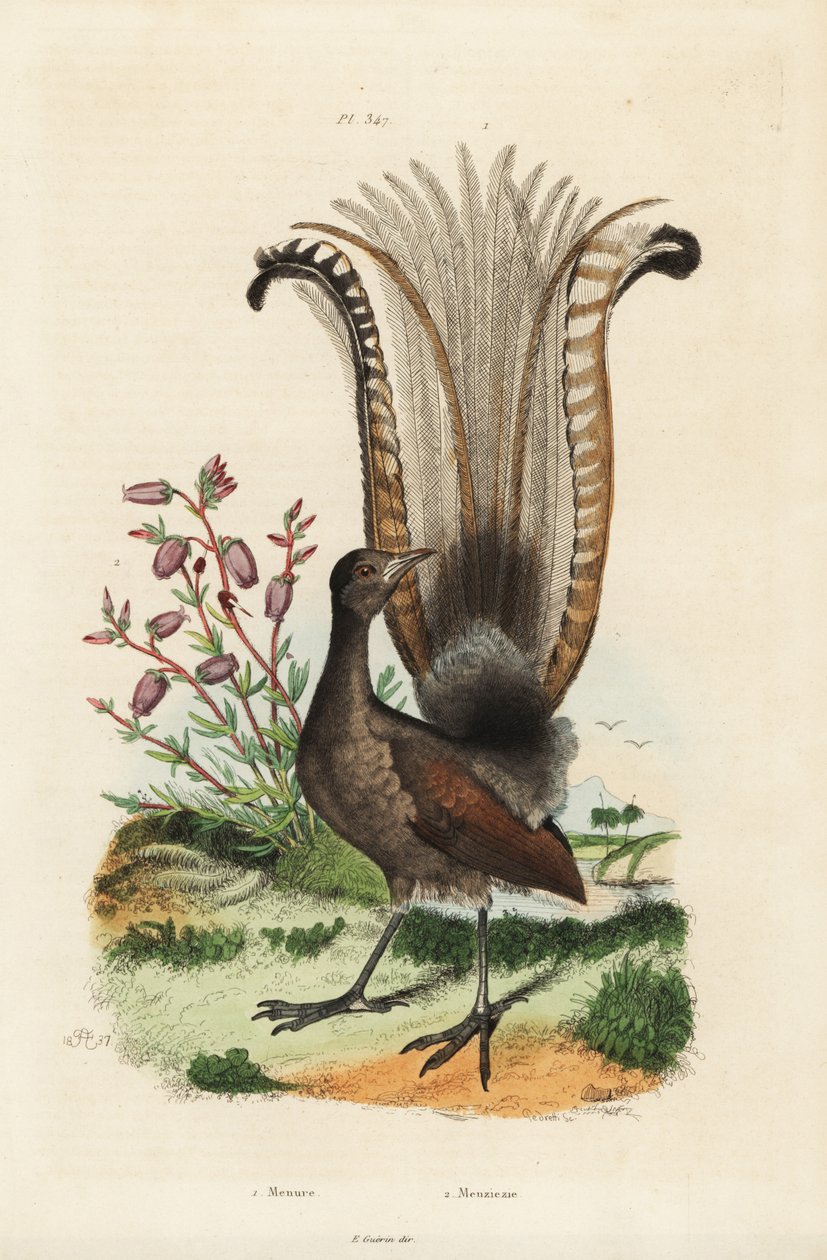 Muhteşem lir kuşu, Menura novaehollandiae ve sahte açelya, Menziesia ferruginea by Unbekannt