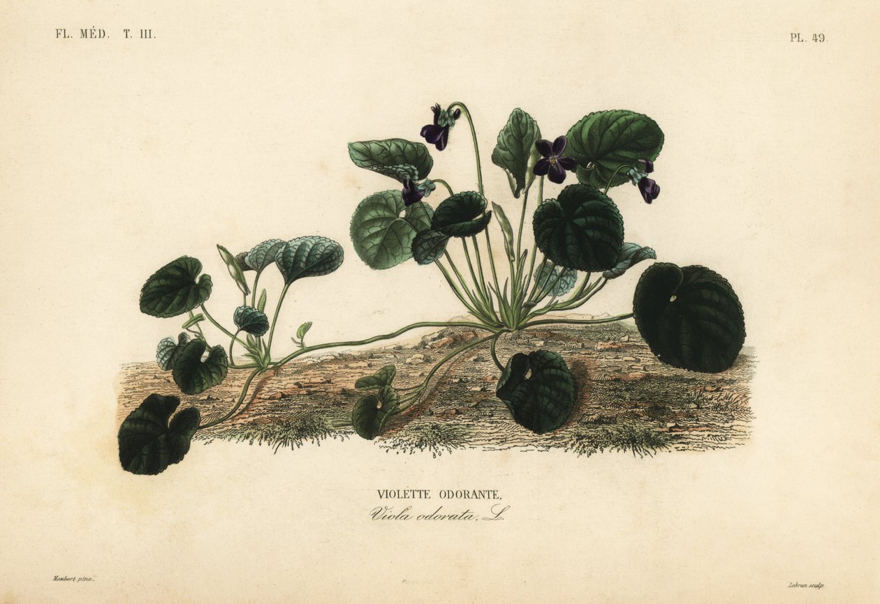 Tatlı menekşe veya bahçe menekşesi, Viola odorata, Tatlı menekşe by Unbekannt