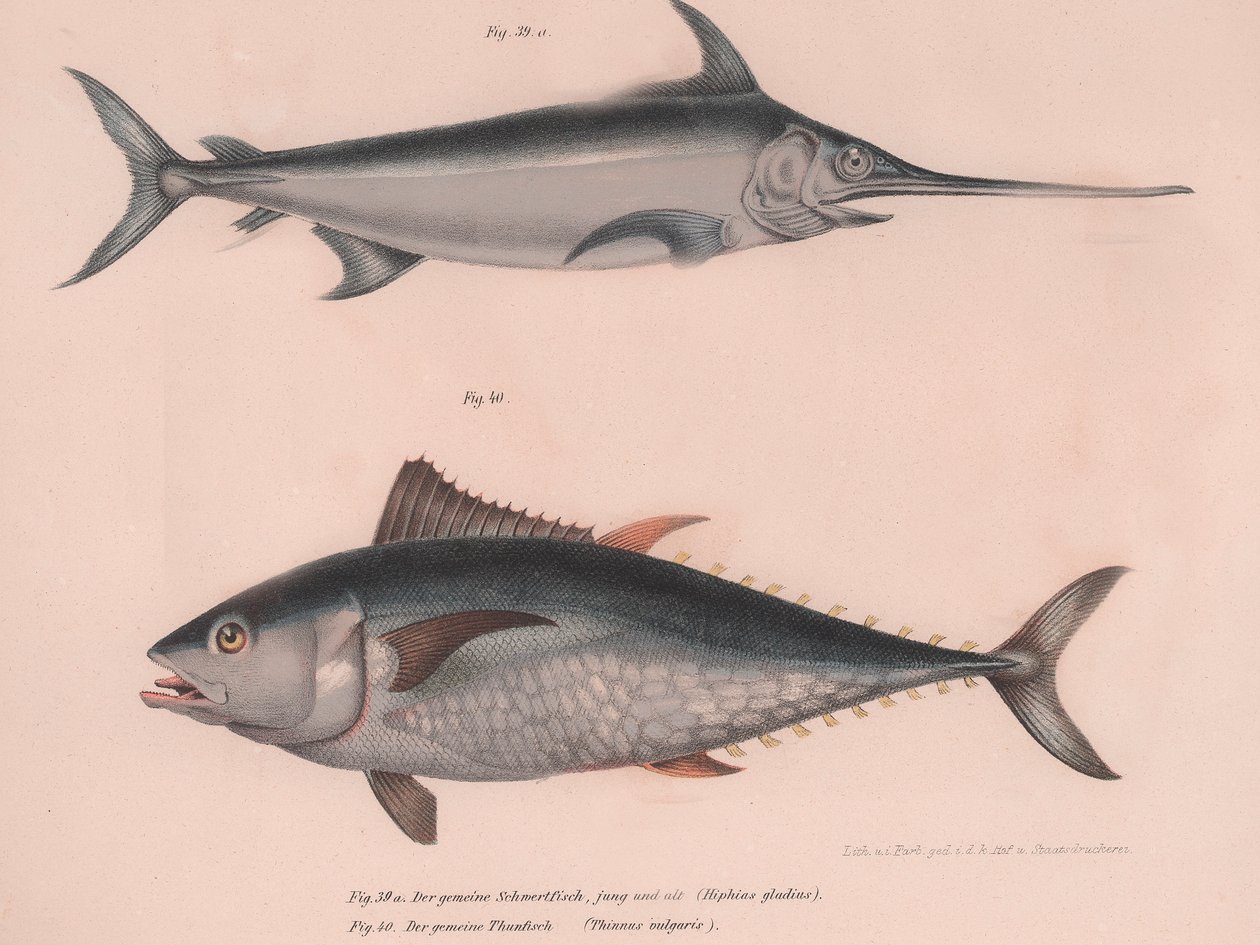 Kılıçbalığı Xiphias kılıcı, Thinnus bulgaris, c.1850
