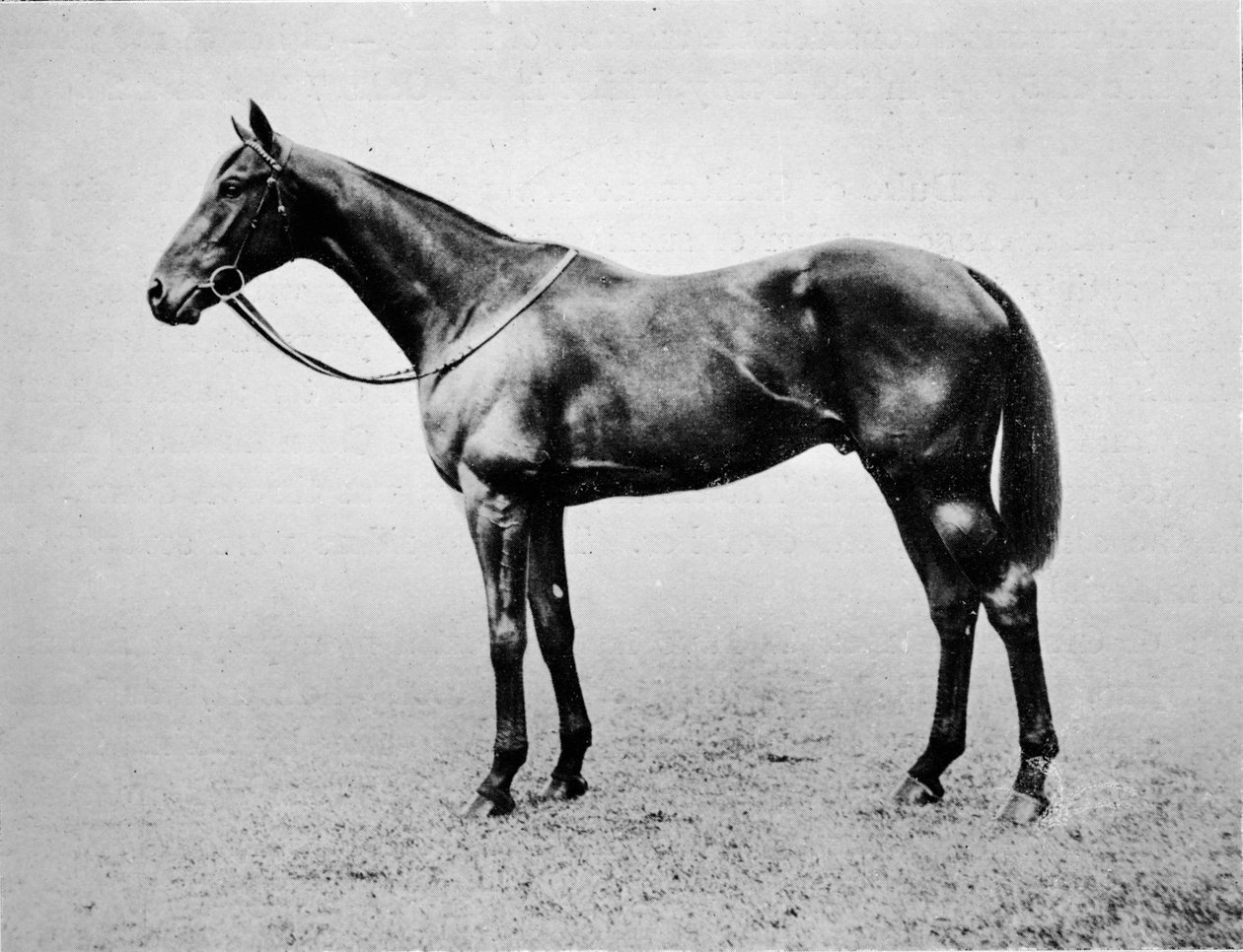 Swynford, 1907-1928, 1911 by Unbekannt