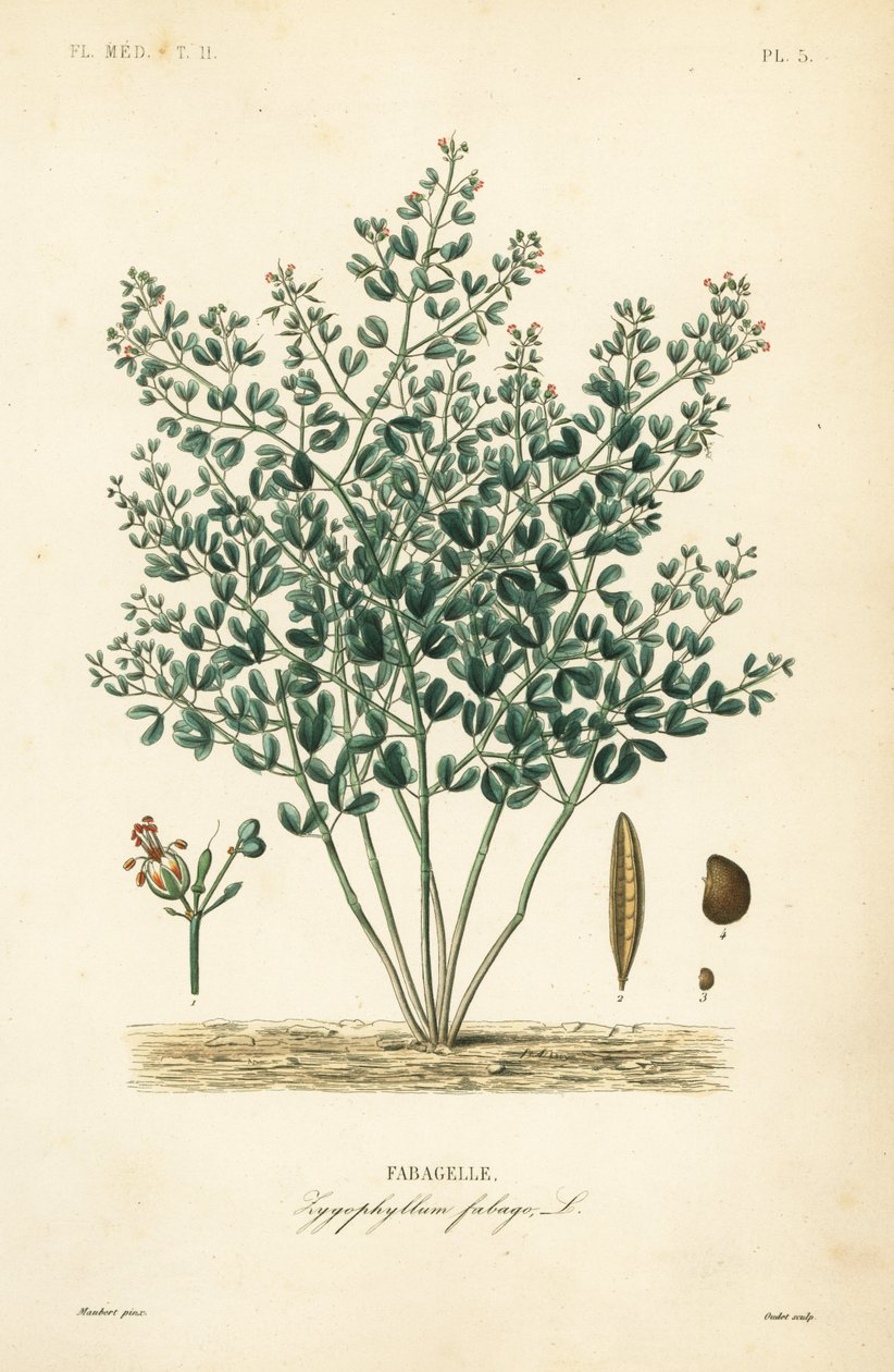 Suriye fasulye-kapari, Zygophyllum fabago, Fabagelle by Unbekannt