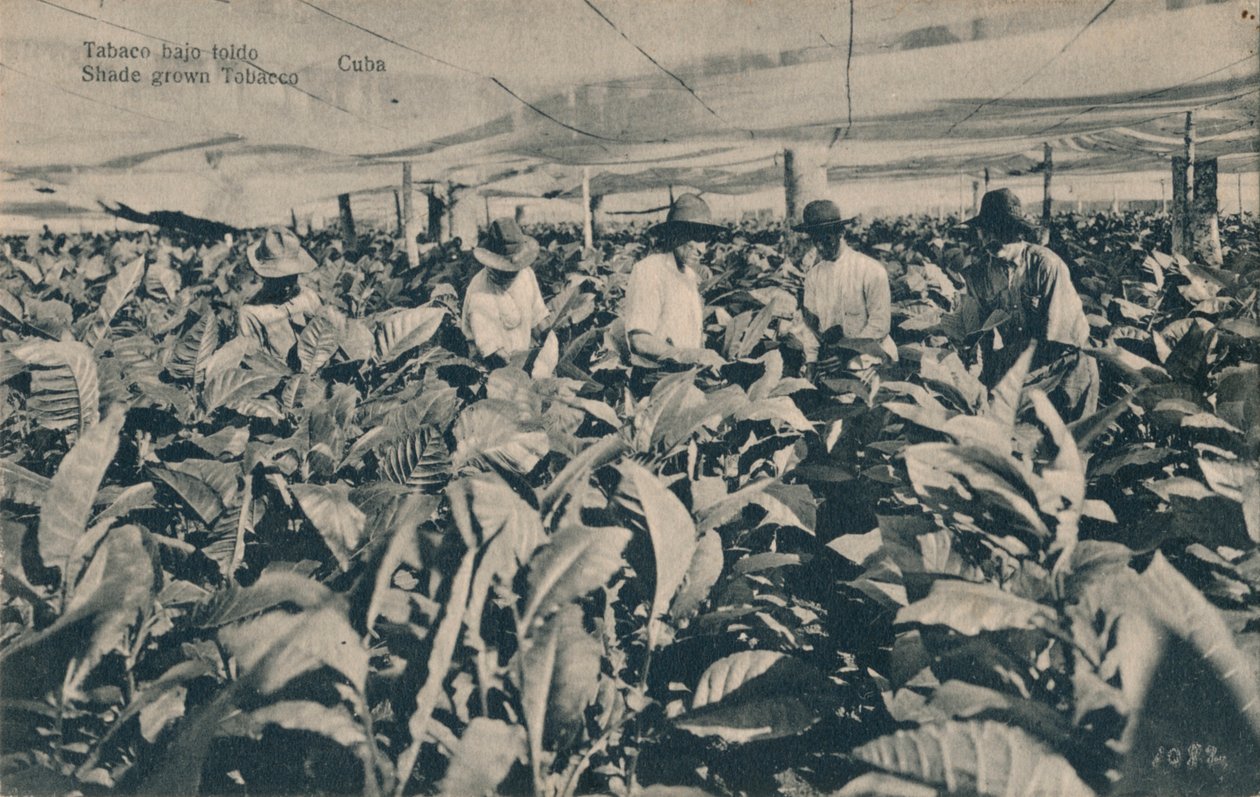 Tente altında tütün. Gölgede Yetiştirilen Tütün - Küba, c1900 by Unbekannt